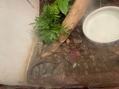 -上海大自然野生昆虫馆