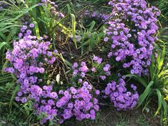 -辛玛王国游乐园