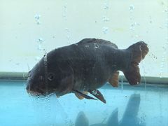 -金沙滩海鲜餐厅·海肠捞饭·手工水饺(梅江龙水园店)