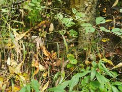 -叠溪松坪沟景区