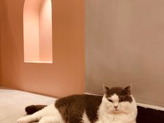 -猫儿山۰猫主题餐厅