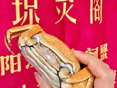 -阳澄湖大闸蟹·琼灵阁牌品牌连锁(吴中总店)