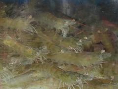 -张树军海鲜(王府壹号店)