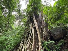 -西双版纳原始森林公园