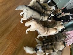 -Husky Go! 哈士奇体验馆·宠物咖啡厅狗咖