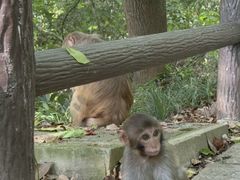 -苏州上方山国家森林公园