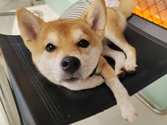 -怪兽屋·羊驼·猫咖·狗咖(俊华广场店)