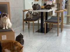 大堂-喵园·猫主题咖啡厅·撸猫·猫咖(国贸店)