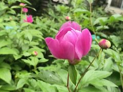 -杭州植物园