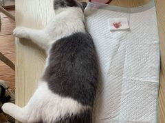 -乐派堂宠物医院·猫友好· 心脏科(东街店)