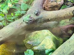 -正佳雨林生态植物园
