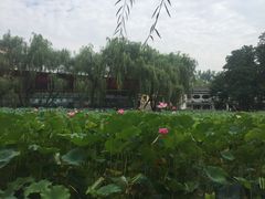 -莲湖公园