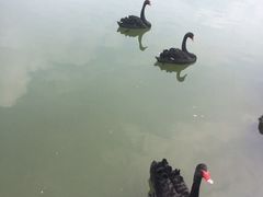 iphone_upload_pic-上海怡沁园度假酒店