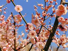 -新虹桥中心花园