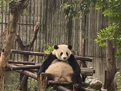-成都动物园