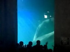 -大连圣亚海洋世界