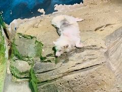 -zoonana室内动物园(东方福来德店)