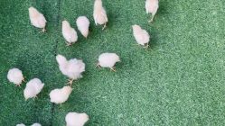 -萌宠亲子动物乐园(槐房万达店)