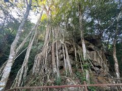 -中国科学院西双版纳热带植物园