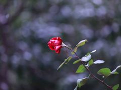-贡湖湾湿地公园