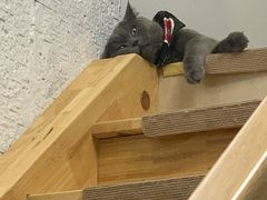 -猫在这儿猫咪咖啡馆·撸猫馆