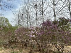 -永定河休闲森林公园