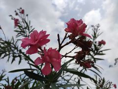 -麦当劳(电白服务区店)