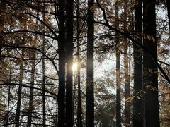 -十八棵（老龙井）御茶园(老龙井店)