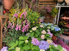 -桂林市花鸟市场