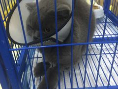 -中农大我爱我爱24h动物医院·中医针灸·猫专科·骨科医疗中心(双井店)