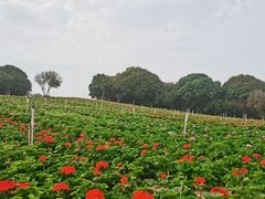 -松山湖南湖湾露营营地