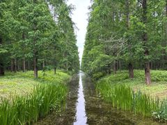 -黄海国家森林公园