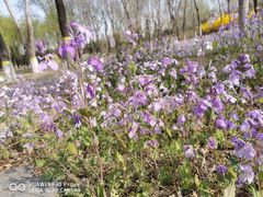 -大兴滨河森林公园