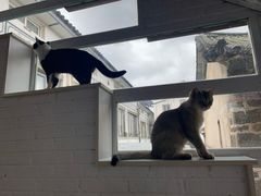 -喵屿·大理花园猫咖