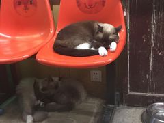 -猫咪博物馆(顶澳仔猫街店)