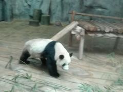 -深圳野生动物园