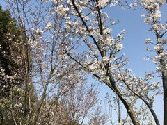 -昆山城市生态森林公园