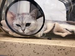 -伟伟宠物医院·CT影像中心·瑞派犬猫综合性门诊(汉口总院)