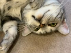 -猫和宫(六道口店)