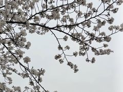 -高东镇樱花园