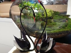 -BLACKSWAN黑天鹅(环球店)