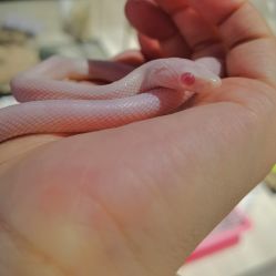 -Moni星球萌宠·小马宝莉·灵蛇·高端高阶全萌宠互动体验俱乐部(红豆国际广场店)