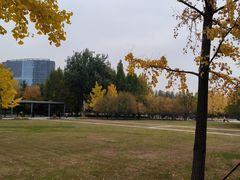 -大望京公园