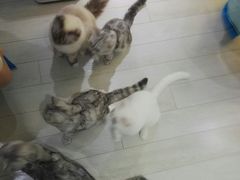 -喵的天空名猫咖啡馆·撸猫·猫舍·用品