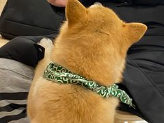 -柴犬小屋·柴餐厅·狗咖食堂(金鼎广场店)