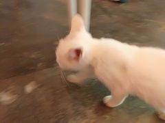 -喵屿·大理花园猫咖