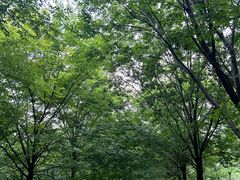 -黄海国家森林公园