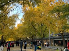 -三里屯东五街银杏大道