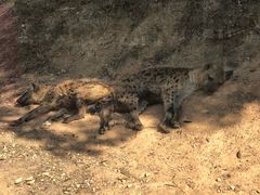 -泉州海丝野生动物世界