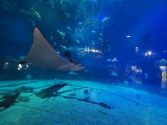 -烟台海昌鲸鲨海洋公园